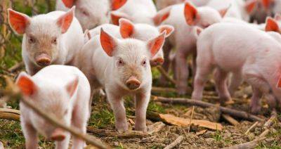 ФАО прогнозирует спад мирового производства свинины из-за АЧС