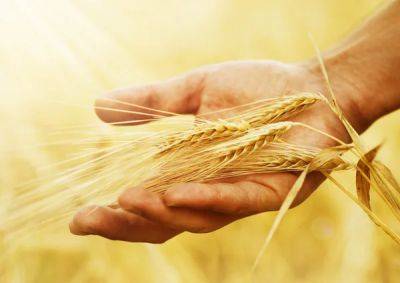 Что будет с ценами на зерно — прогноз МВФ