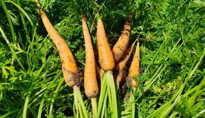 Заставим овощ созреть правильно: как предотвратить озеленение моркови на грядке