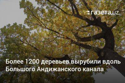 Более 1200 деревьев вырубили вдоль Большого Андижанского канала - gazeta.uz - Узбекистан - Ферганская обл. - Экология