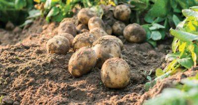 Оставить или скосить ботву. Что лучше для урожая картофеля. Агроном поставил точку в этом споре - cxid.info