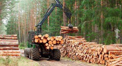 Фьючерсы на лес и лесные акции – Торговля лесом на биржах