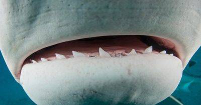 Носят во рту конвейерную ленту: почему акулы теряют тысячи зубов и как они остаются острыми