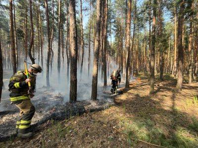 Лес и трава горели в Купянском и Чугуевском районах из-за обстрелов (фото)