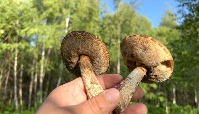 Открываем сезон "тихой охоты": какие грибы можно собирать в августе в Украине