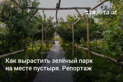 Как вырастить зелёный парк на месте пустыря. Репортаж - gazeta.uz - Узбекистан - Ташкент - район Яшнабадский