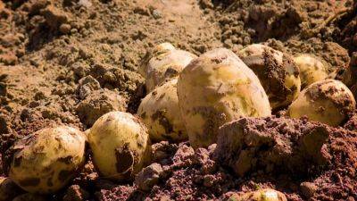 В Самарканде начали выращивать гигантский картофель весом 2,2 килограмма
