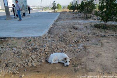 Жители Ашхабада направили С.Бердымухамедову петицию против уничтожения бездомных животных
