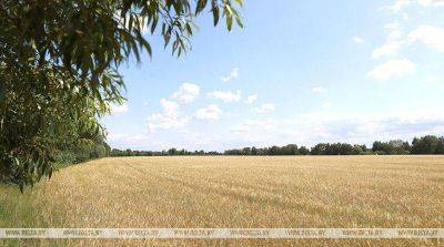 Белорусские ученые в этом году вывели сорта зерновых с урожайностью до 100 ц/га