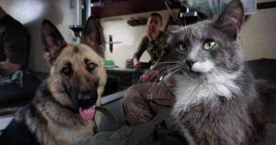 Увидел в окопе: британский военный потерял кота, которого спас от войны в Украине (фото) - focus.ua - Украина - Англия - Великобритания - Военный