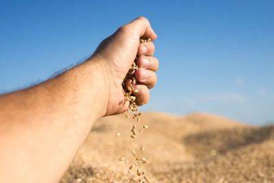 В НБУ рассказали о потерях аграриев от закрытия «зернового коридора»