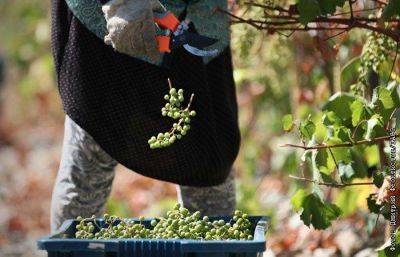 Не винный год: виноградари РФ не ждут рост урожая в этом году из-за погоды. Обзор