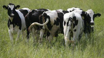 Италия: коровы страдают от жары и дают меньше молока