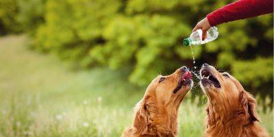 Как позаботиться о домашних животных в жаркую погоду: пять правил ответственных хозяев