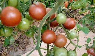 Как при помощи соды увеличит количество помидоров на грядке: урожай будет что надо