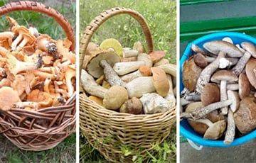 «Ребята, грибы пошли!»: белорусы рассказали, где набрать полные корзины после ливней