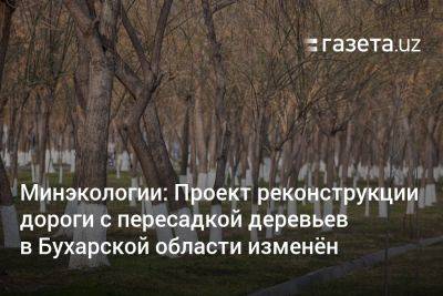 Жамшид Ходжаев - Минэкологии: Проект реконструкции дороги с пересадкой деревьев в Бухарской области изменён - gazeta.uz - Узбекистан - Экология