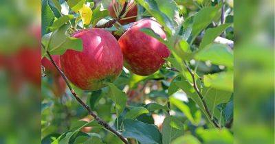 Садоводу на заметку: чем подкормить яблони в августе и как это правильно сделать
