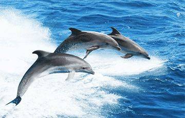 Ученые рассказали, смогут ли касатки и дельфины когда-нибудь жить на суше