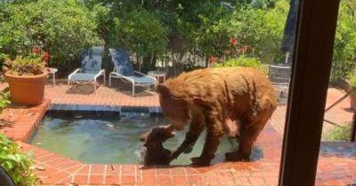 Жара 40 градусов: медведица с медвежонком искупались в бассейне женщины (видео)