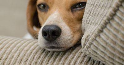 Ветеринары рассказали, почему собаки любят облизывать своих хозяев