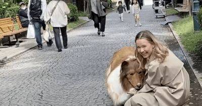 "Давняя мечта": японец надел костюм собаки и на четвереньках знакомится с людьми (фото, видео)