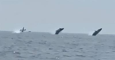 Бывает раз в жизни: в Атлантике три горбатых кита одновременно выпрыгнули из воды (видео)