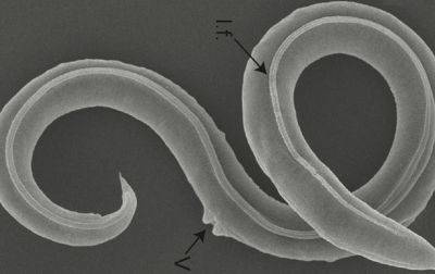 Ученым удалось оживить червей, которым 46 тысяч лет