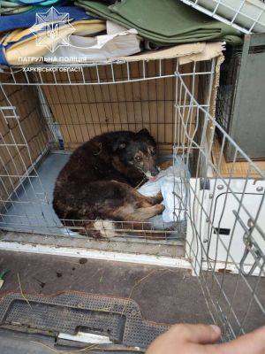 В Харькове патрульные спасли собаку, которую сбил автомобиль