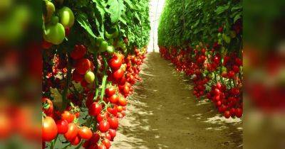Срочно дайте в августе огурцам и томатам уксус: урожай будете собирать ведрами до заморозков