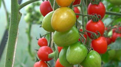 Будете собирать ведрами: пять способов, которые помогут удвоить урожай помидоров