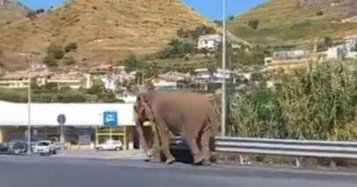 В Италии слон сбежал из цирка и "сходил в супермаркет" (видео)