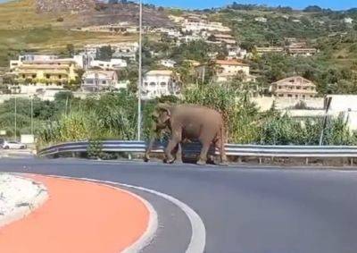 В Італії слон втік із цирку та гуляв містом | Новини та події України та світу, про політику, здоров'я, спорт та цікавих людей