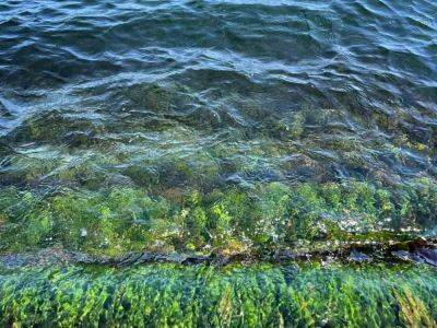 Вода в Черном море прозрачная, но холодная: экоактивист