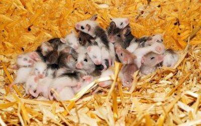 "Полно мышей": Как жители Лисичанска справляются с нашествием грызунов - фото