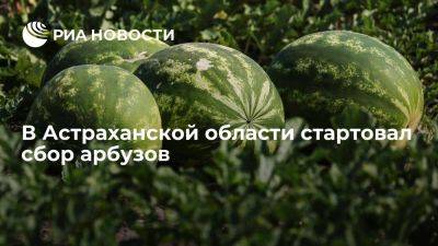 Губернатор Бабушкин: в Астраханской области стартовал сбор ранних арбузов