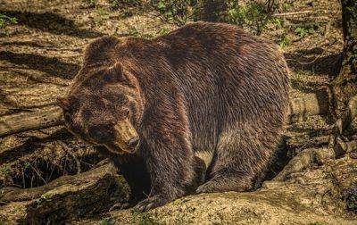 В России снова массово отравились люди - на этот раз медвежатиной