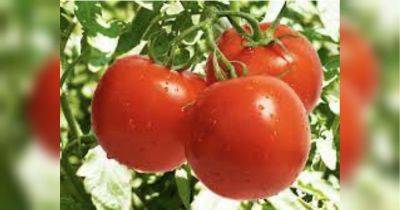 Перекись водорода спасет от многих болезней: названо чудодейственное средство спасения томатов в жарком июле