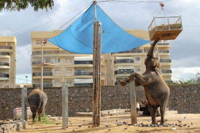 Мэр Хайфы намерена закрыть городской зоопарк, а с кабанами бороться прежними средствами