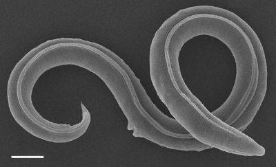 Ученые оживили червя, пролежавшего в вечной мерзлоте 46 тысяч лет