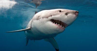 "Трясется как при землетрясении": грозная акула-бык 8 раз атаковала рыбацкое судно (видео)