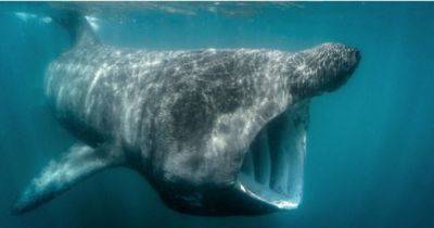 Вторая по размерам акула в мире не такая, как предполагалось: ученые не могут этого объяснить (фото)