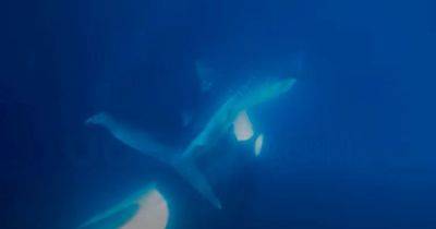 Очень редкие кадры: косатка разорвала на части китовую акулу и съела ее печень (видео)