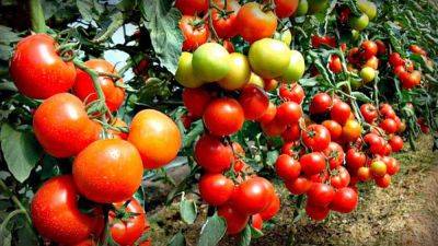 Чем подкормить помидоры – кефир с золой и дрожжи с медом для подкормки помидоров – советы огородников