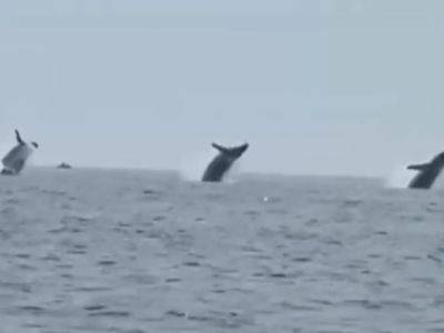 "Балет в океане": в США мужчина снял на видео, как три горбатых кита прыгают в унисон