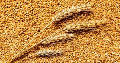В Беларуси намолочено 2,049 млн т зерна с учетом рапса
