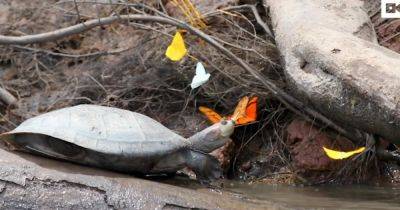 Мастера утешения. Бабочки в Амазонке пьют черепашьи слезы — сами черепахи не в восторге (видео)