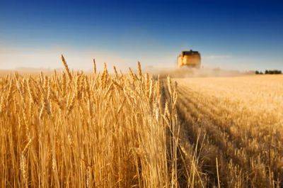 Мировые цены на зерно вырастут на 15% из-за остановки «зерновой сделки»