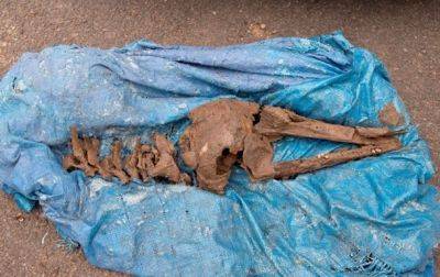 В Шотландии нашли кости дельфина возрастом восемь тысяч лет
