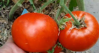 Это поможет вам взрастить отличный урожай на следующий год: как собрать и высушить семена помидоров
